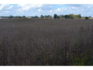 Property photo 106 - EHLE FARMS AUCTION - 118+/- ACRES IN 9 TRACTS IN ALLEN COUNTY, INDIANA